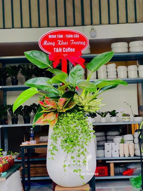 CÂY TRẦU BÀ ĐẾ VƯƠNG XANH PHỐI KẾT - TẶNG KHAI TRƯƠNG