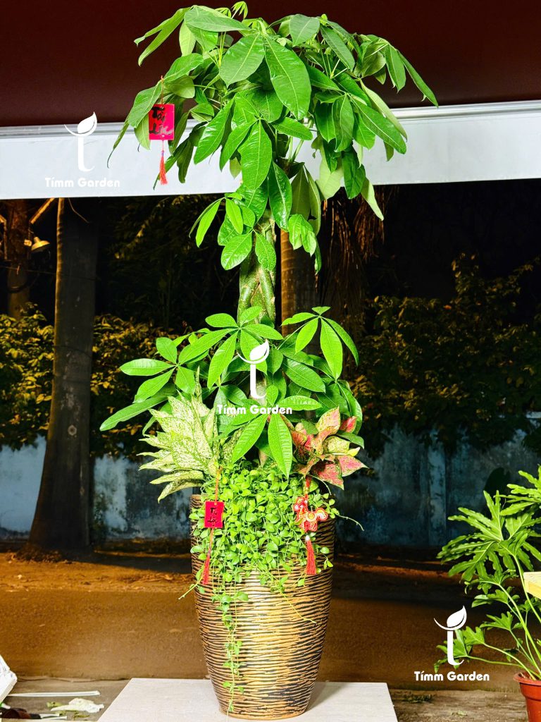 Chậu Kim Ngân Bím tặng khai 