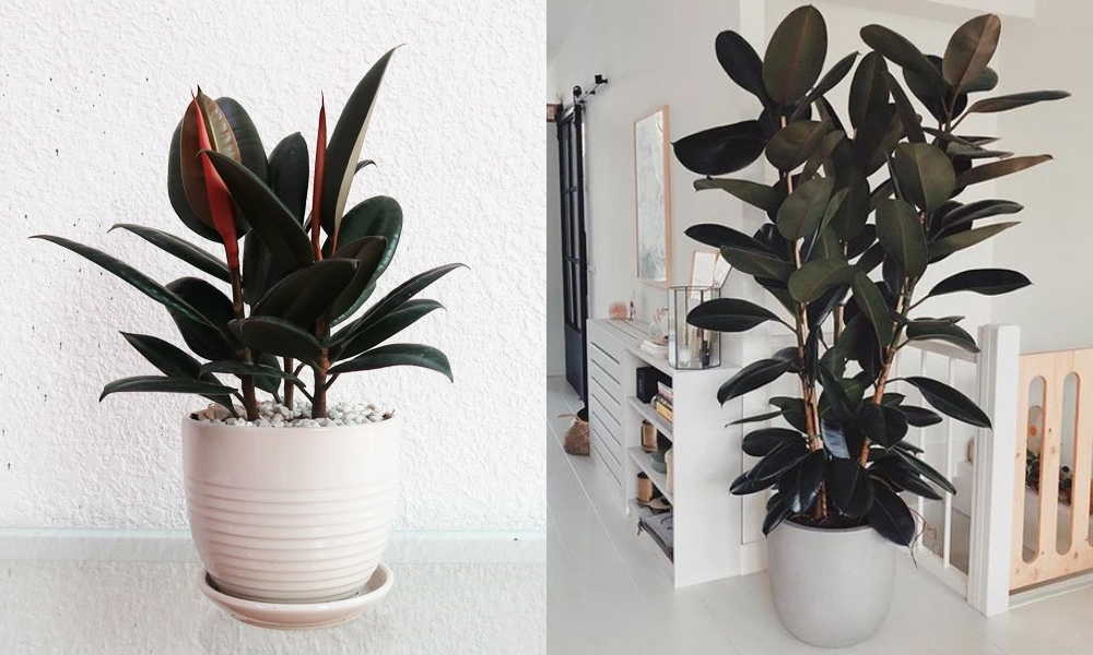 Cây đa búp đỏ phù hợp với người mệnh Hoả và Thổ