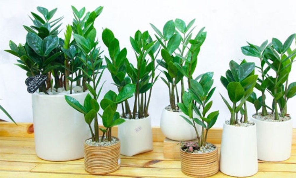 Cây Kim Tiền giúp mang lại tài lộc cho gia chủ