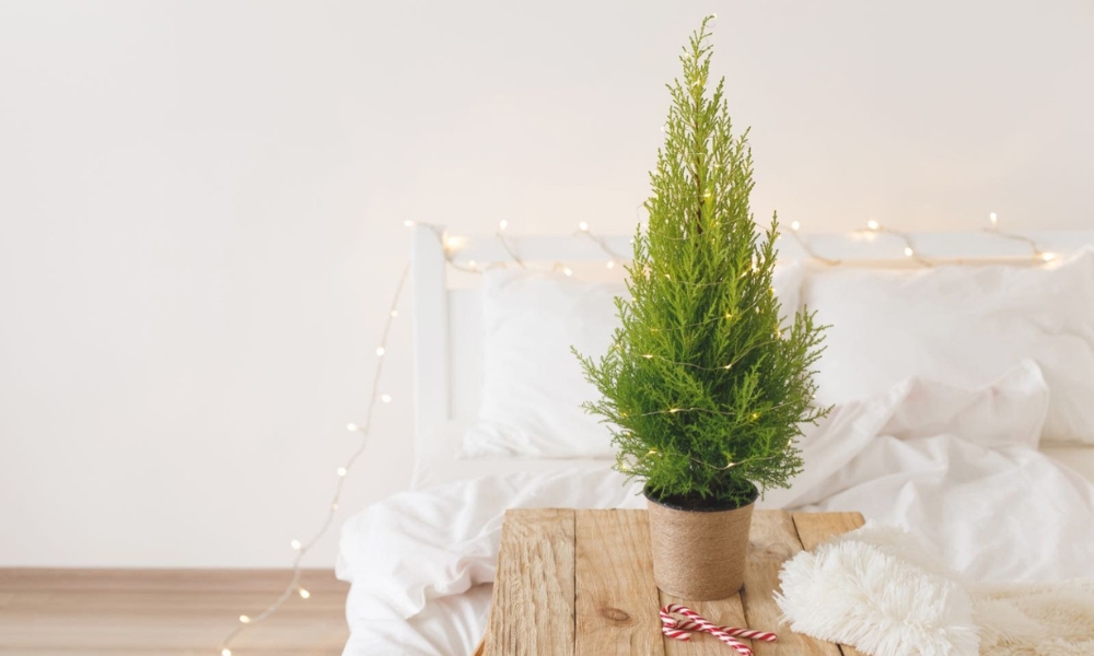 Cây tùng thơm có hương thơm dễ chịu