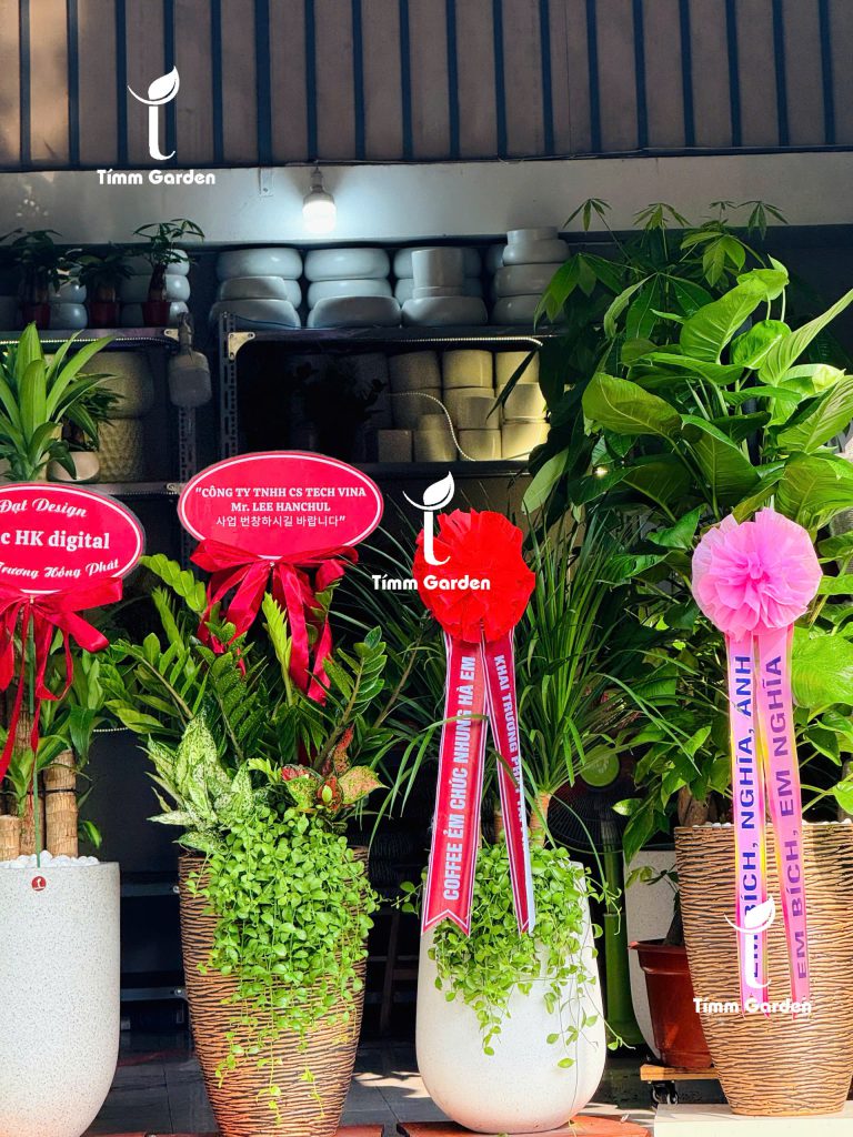 Chậu cây tặng đối tác Hàn Quốc