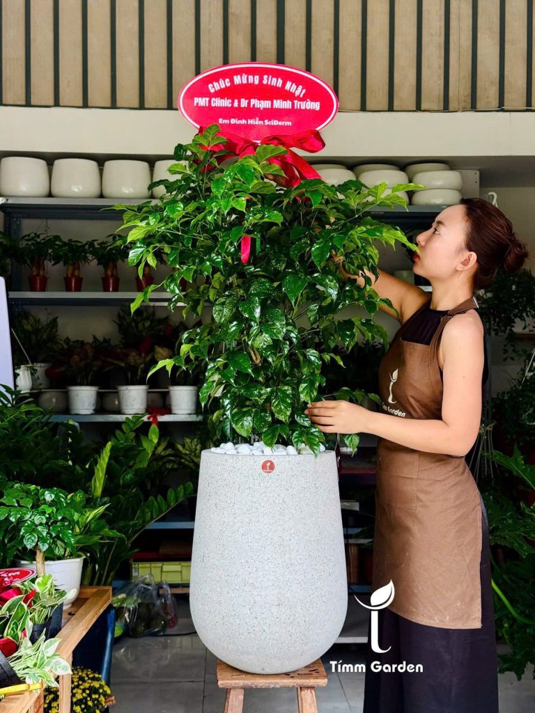 Cây hạnh phúc tặng tân gia