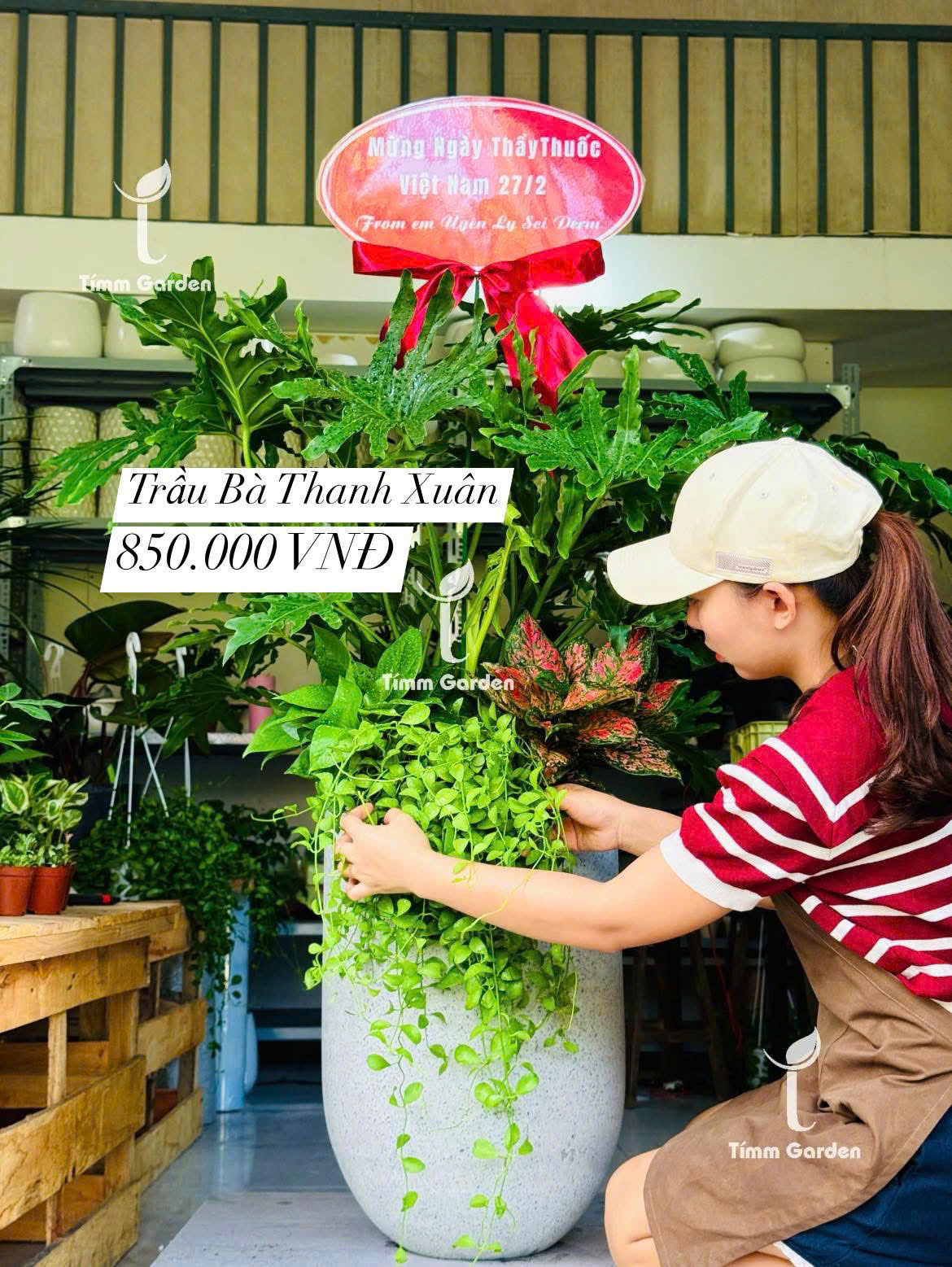 CÂY TRẦU BÀ THANH XUÂN TẶNG KHAI TRƯƠNG SANG TRỌNG - GIAO NHANH HCM - Ảnh 11