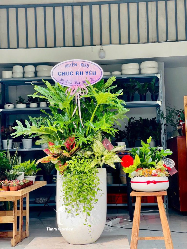 trầu bà thanh xuân tặng khai trương