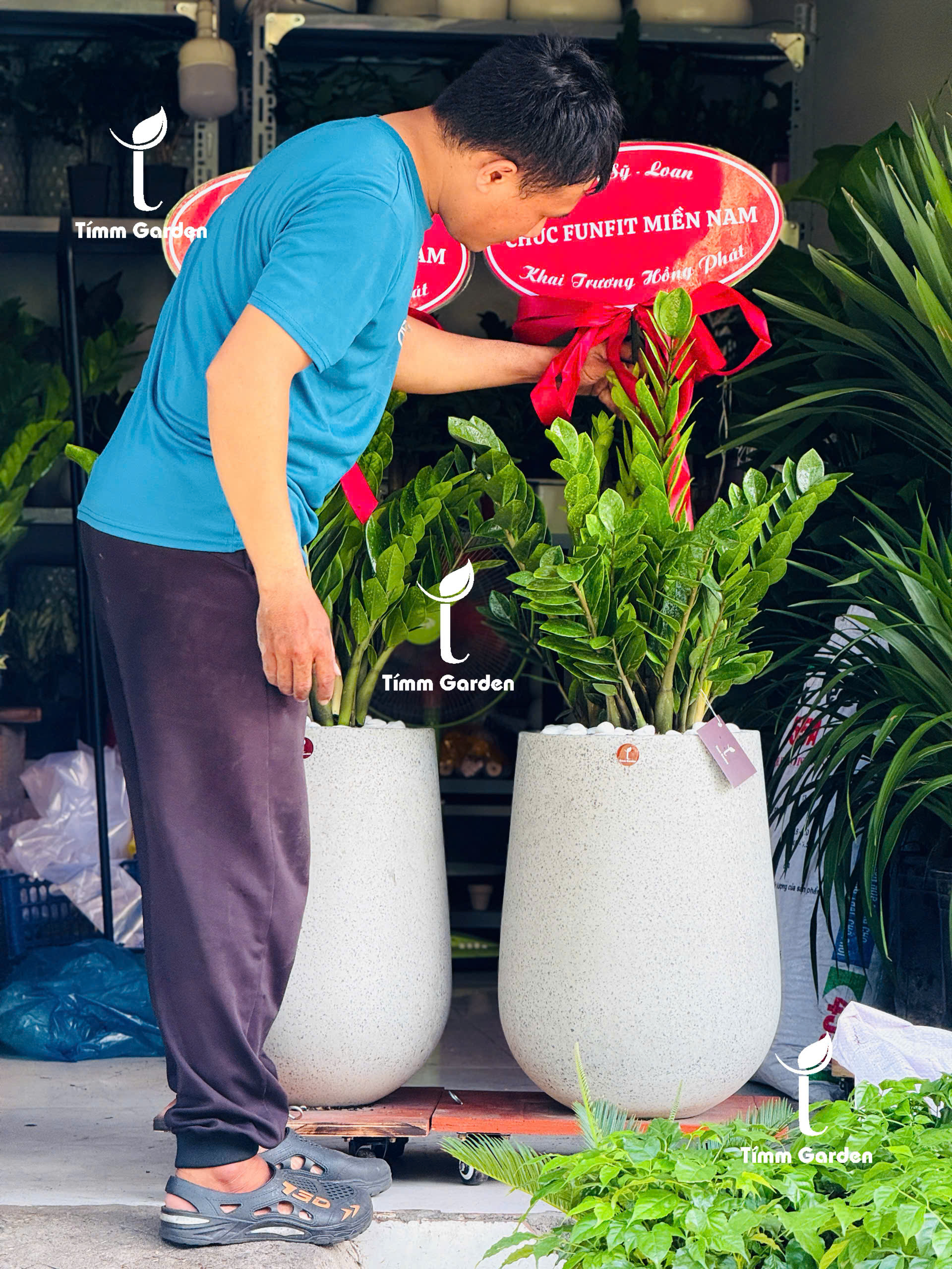 CHẬU KIM TIỀN TẶNG KHAI TRƯƠNG, TÂN GIA – SANG TRỌNG, GIAO NHANH HCM - Ảnh 8