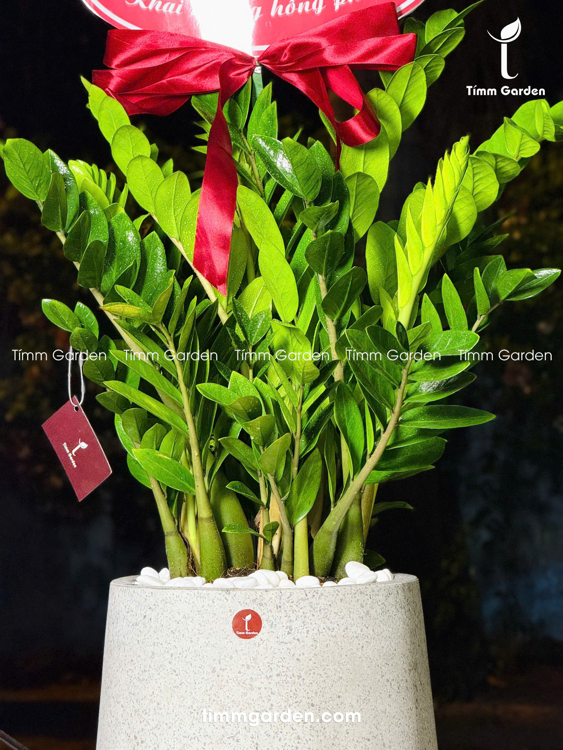CHẬU KIM TIỀN TẶNG KHAI TRƯƠNG, TÂN GIA – SANG TRỌNG, GIAO NHANH HCM - Ảnh 17