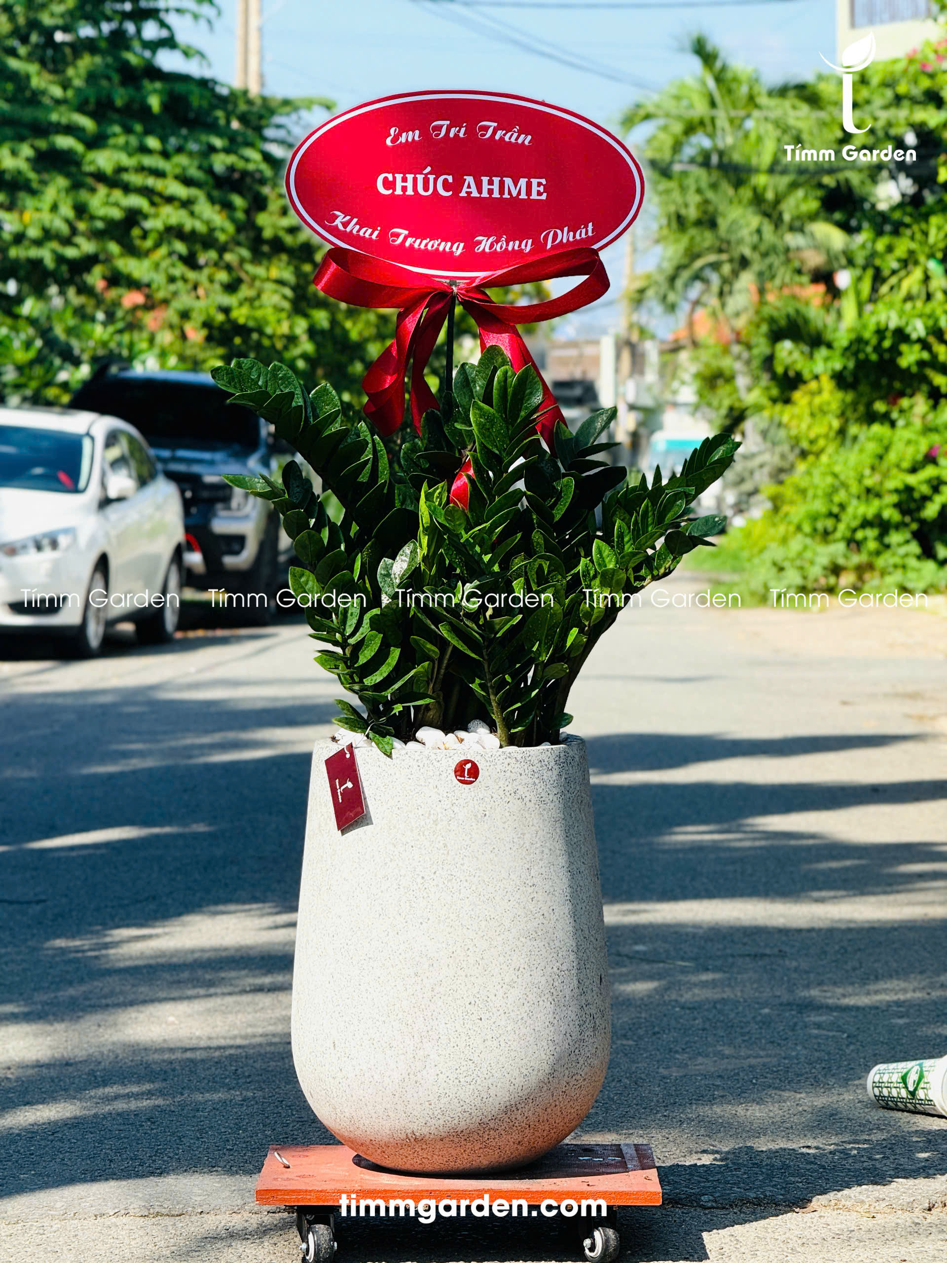 CHẬU KIM TIỀN TẶNG KHAI TRƯƠNG, TÂN GIA – SANG TRỌNG, GIAO NHANH HCM - Ảnh 11