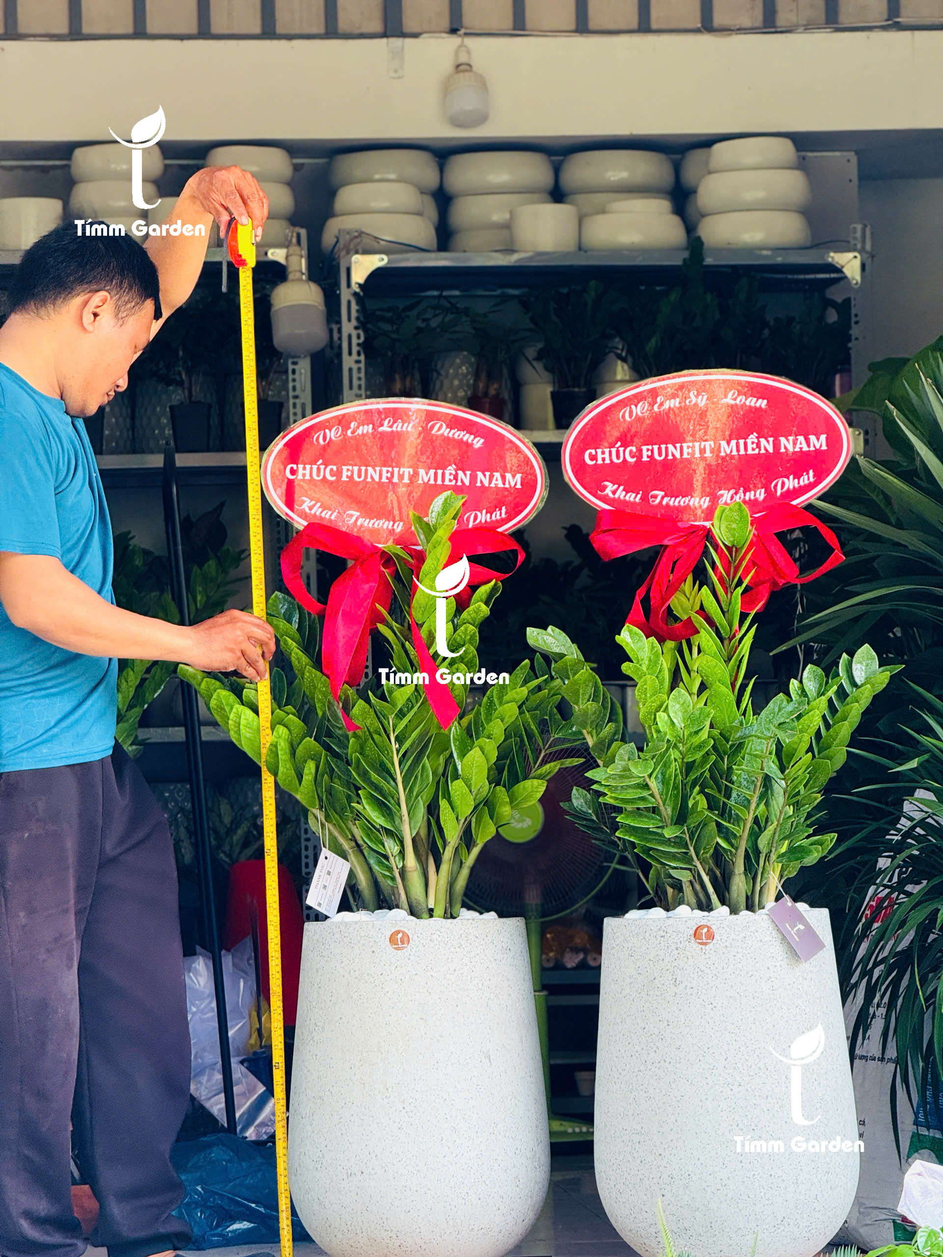 CHẬU KIM TIỀN TẶNG KHAI TRƯƠNG, TÂN GIA – SANG TRỌNG, GIAO NHANH HCM - Ảnh 5