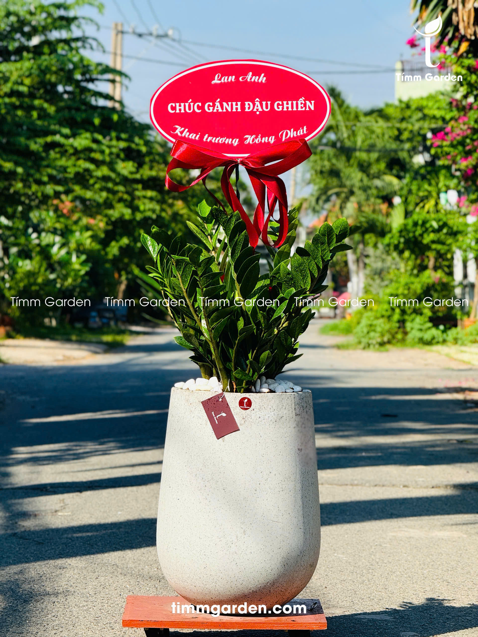 CHẬU KIM TIỀN TẶNG KHAI TRƯƠNG, TÂN GIA – SANG TRỌNG, GIAO NHANH HCM - Ảnh 4
