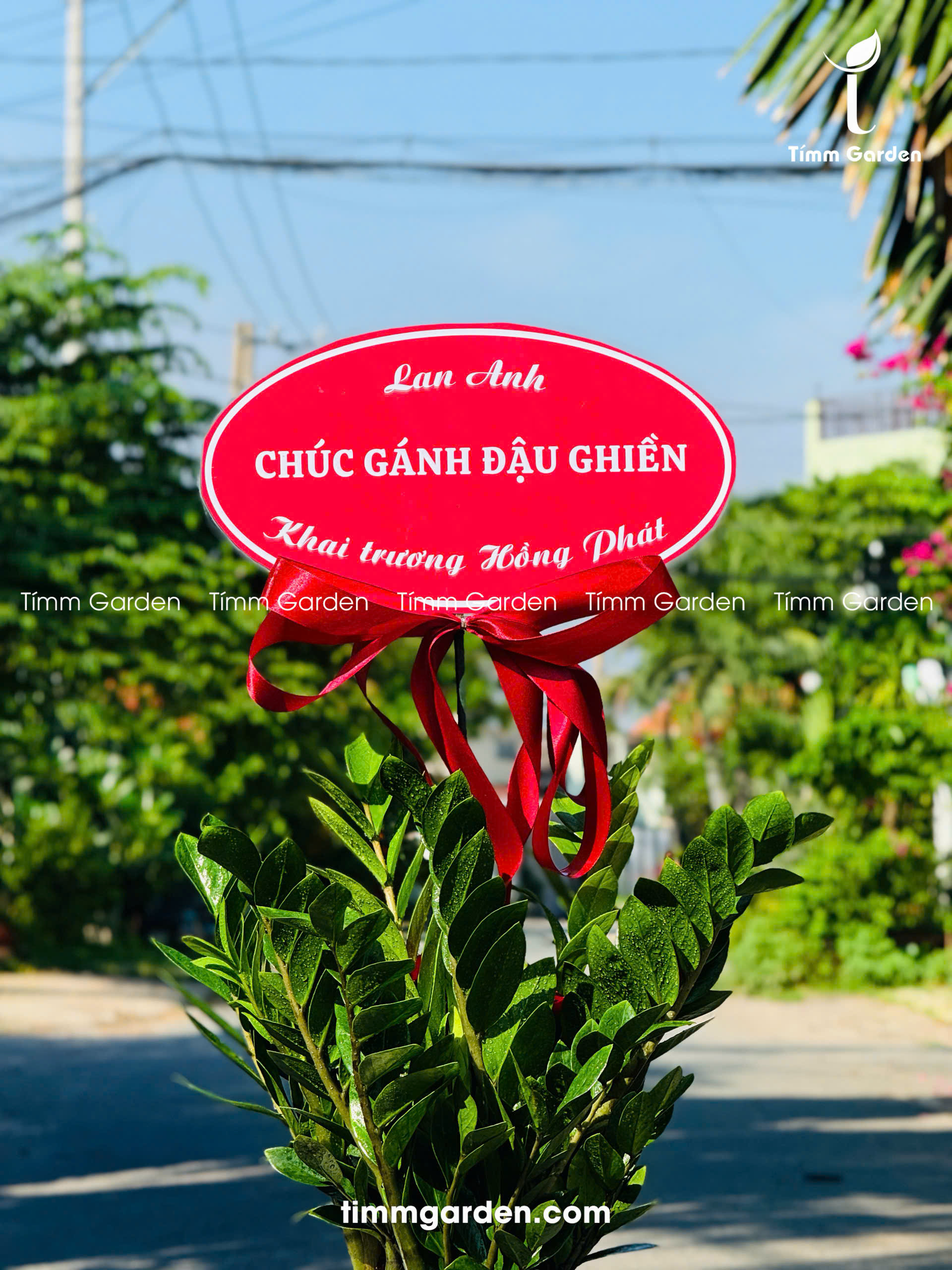 CHẬU KIM TIỀN TẶNG KHAI TRƯƠNG, TÂN GIA – SANG TRỌNG, GIAO NHANH HCM - Ảnh 3