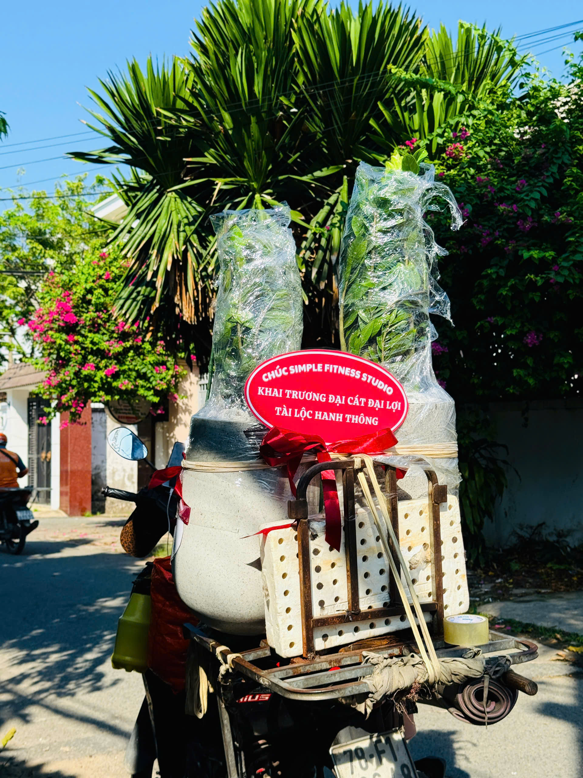 CHẬU KIM TIỀN TẶNG KHAI TRƯƠNG, TÂN GIA – SANG TRỌNG, GIAO NHANH HCM - Ảnh 20