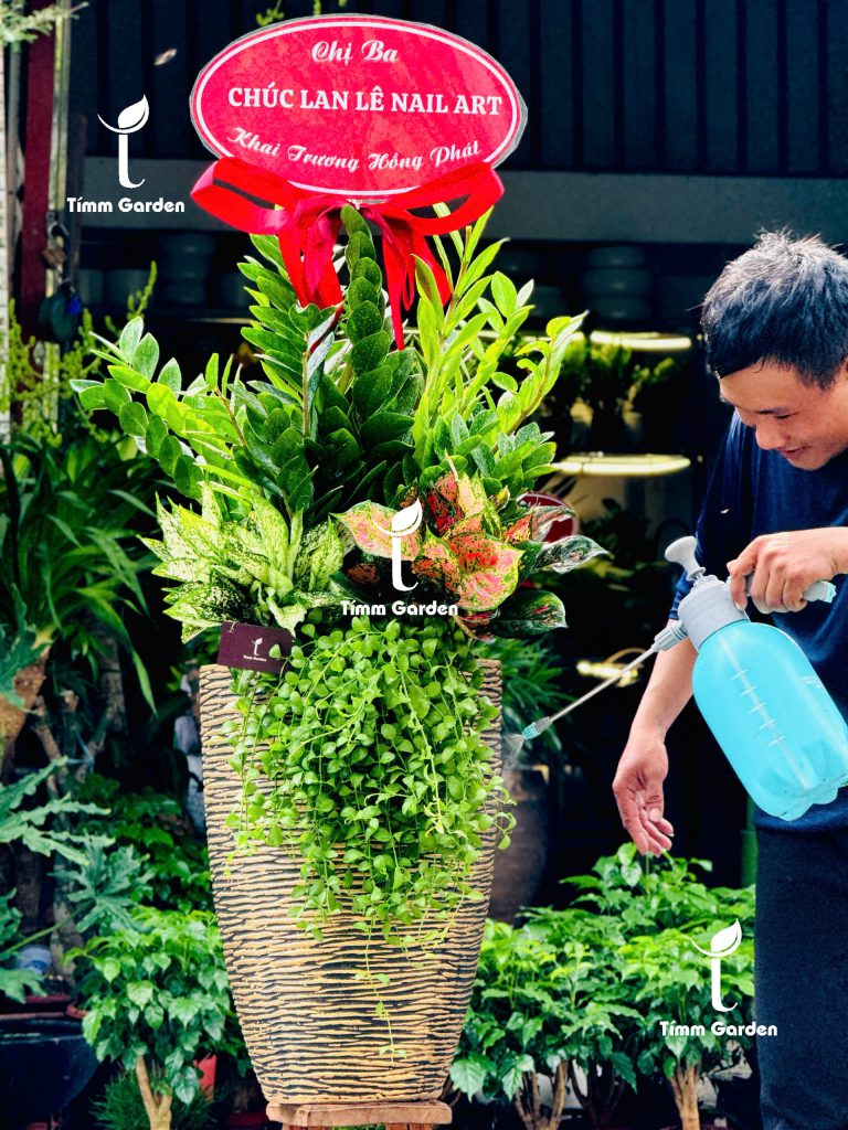 đặt chậu cây khai trương TP.HCM