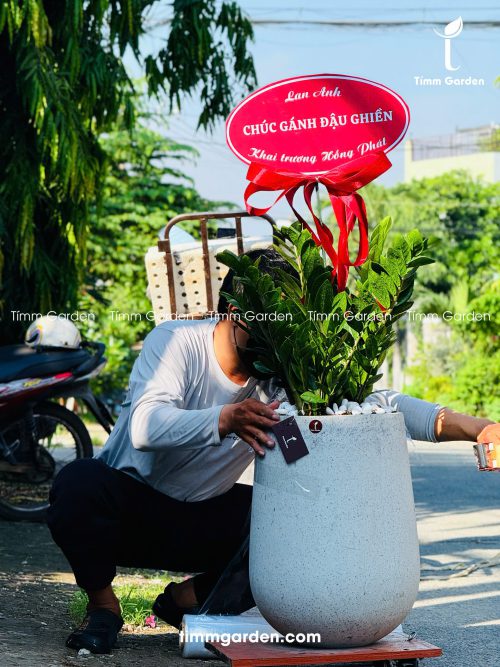 Alternative view of CHẬU KIM TIỀN TẶNG KHAI TRƯƠNG, TÂN GIA – SANG TRỌNG, GIAO NHANH HCM