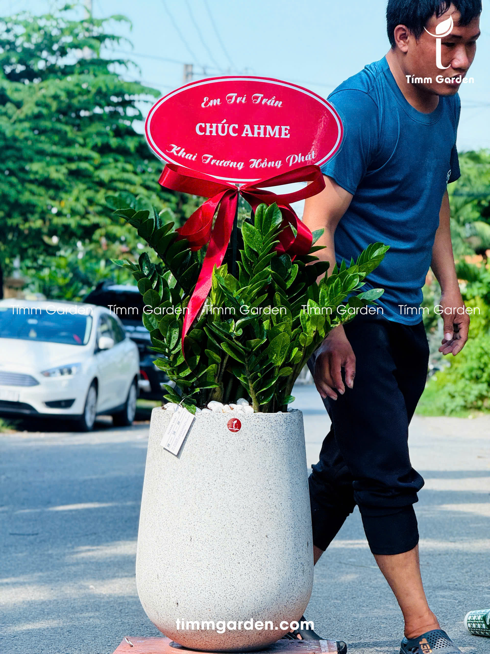 CHẬU KIM TIỀN TẶNG KHAI TRƯƠNG, TÂN GIA – SANG TRỌNG, GIAO NHANH HCM - Ảnh 6
