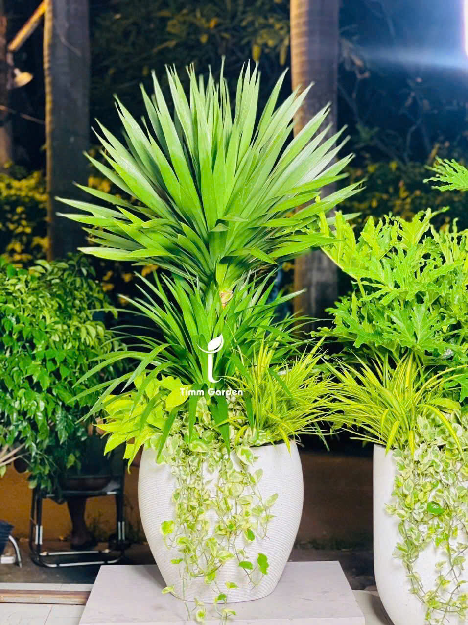 CHẬU CÂY CẢNH HÀN QUỐC - RUY BĂNG HÀN QUỐC IN CHỮ THEO YÊU CẦU - CÂY PHÁT TÀI NÚI THÁI - Ảnh 10