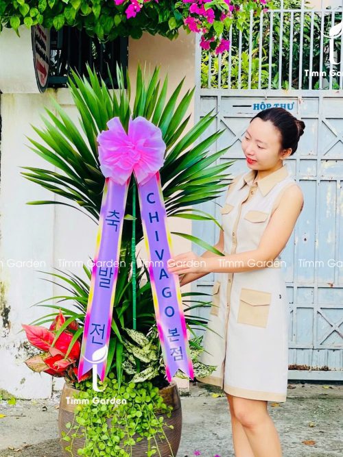CÂY KHAI TRƯƠNG HÀN QUỐC – PHÁT TÀI NÚI THÁI 2 TẦNG SIZE ĐẠI | 개업을 축하드립니다