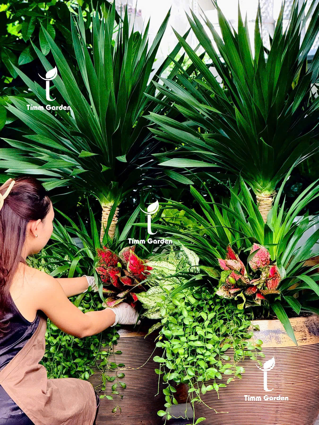 CÂY KHAI TRƯƠNG HÀN QUỐC – PHÁT TÀI NÚI THÁI 2 TẦNG SIZE ĐẠI | 개업을 축하드립니다 - Ảnh 15