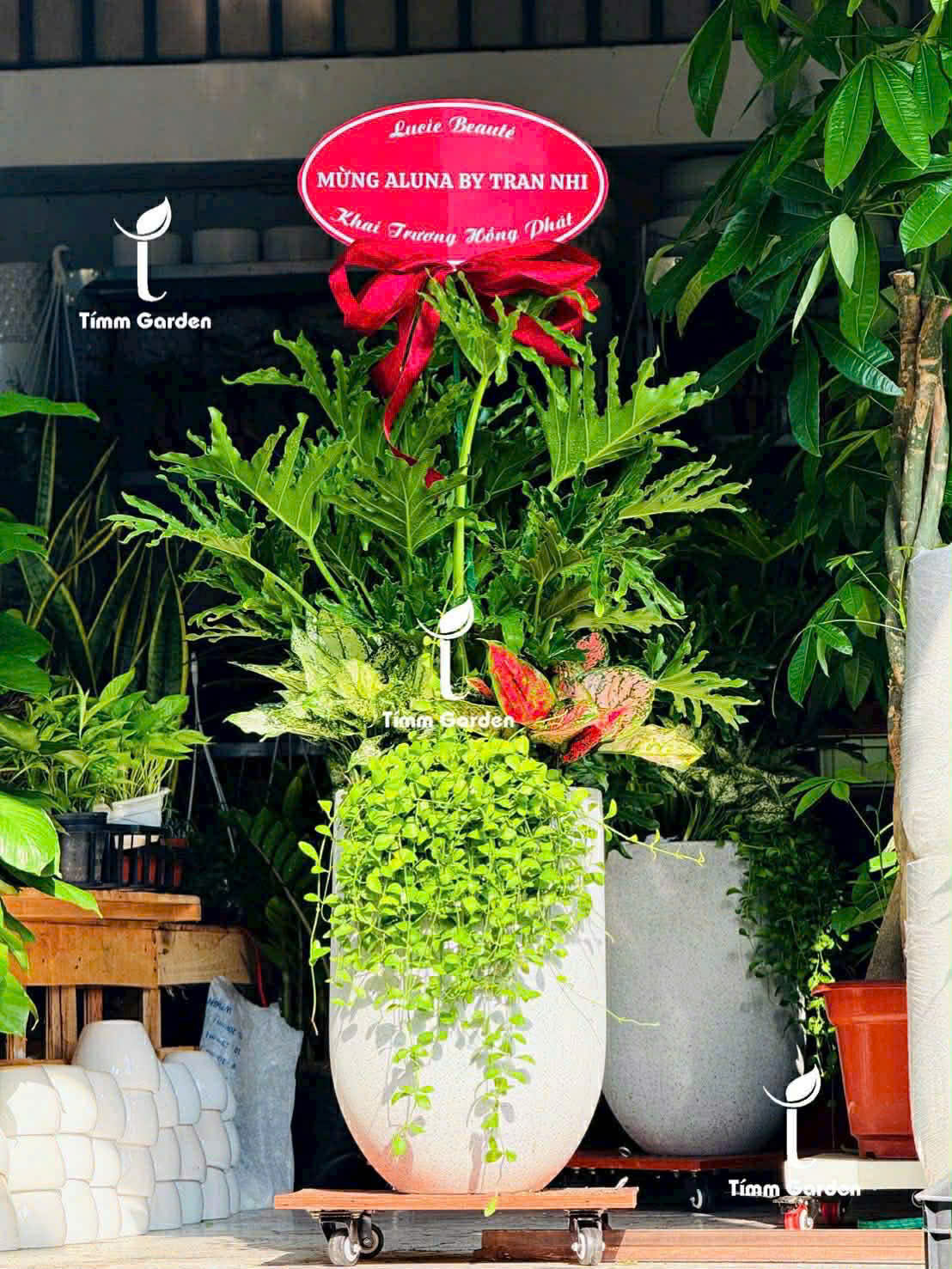 CÂY TRẦU BÀ THANH XUÂN TẶNG KHAI TRƯƠNG SANG TRỌNG - GIAO NHANH HCM - Ảnh 3