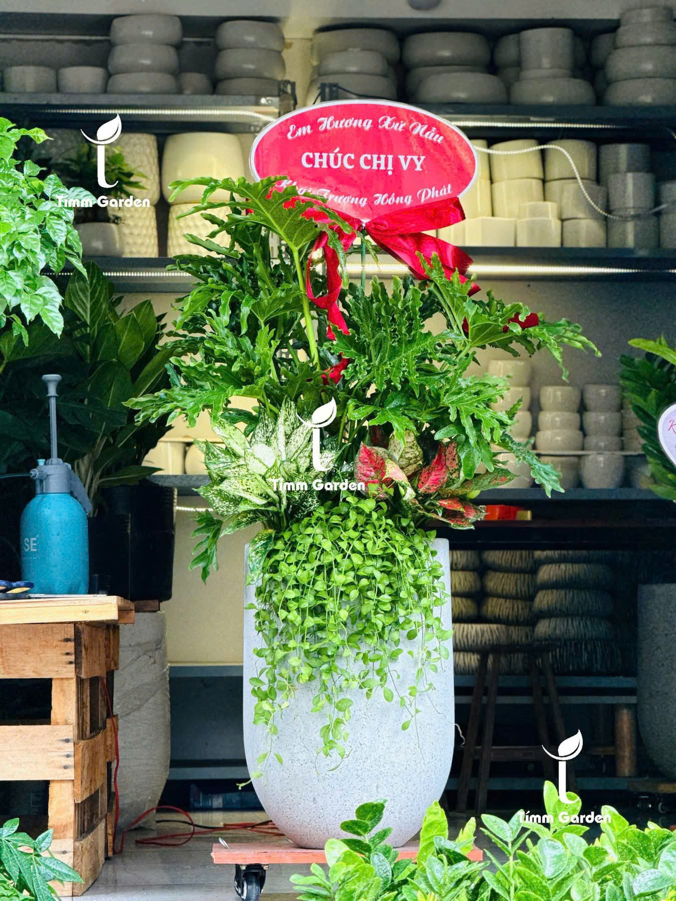 CÂY TRẦU BÀ THANH XUÂN TẶNG KHAI TRƯƠNG SANG TRỌNG - GIAO NHANH HCM - Ảnh 15