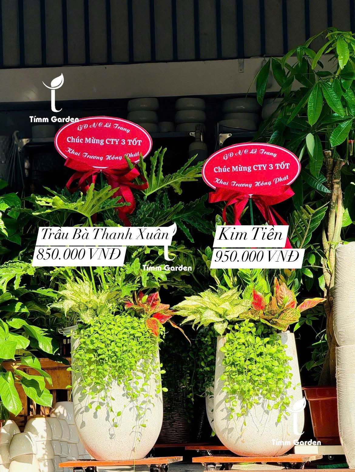 CÂY TRẦU BÀ THANH XUÂN TẶNG KHAI TRƯƠNG SANG TRỌNG - GIAO NHANH HCM - Ảnh 5