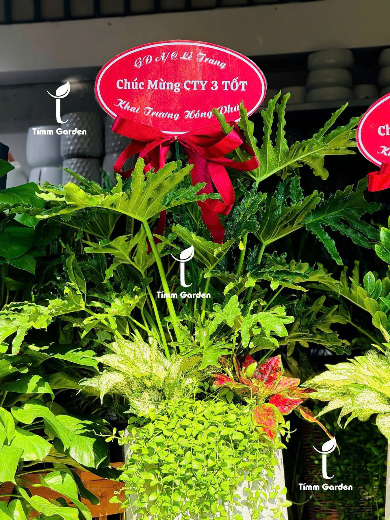 CÂY TRẦU BÀ THANH XUÂN TẶNG KHAI TRƯƠNG SANG TRỌNG - GIAO NHANH HCM - Ảnh 14