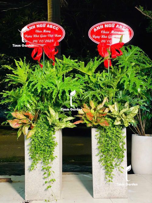 Cây Trầu Bà Thanh Xuân Tăng khai trương