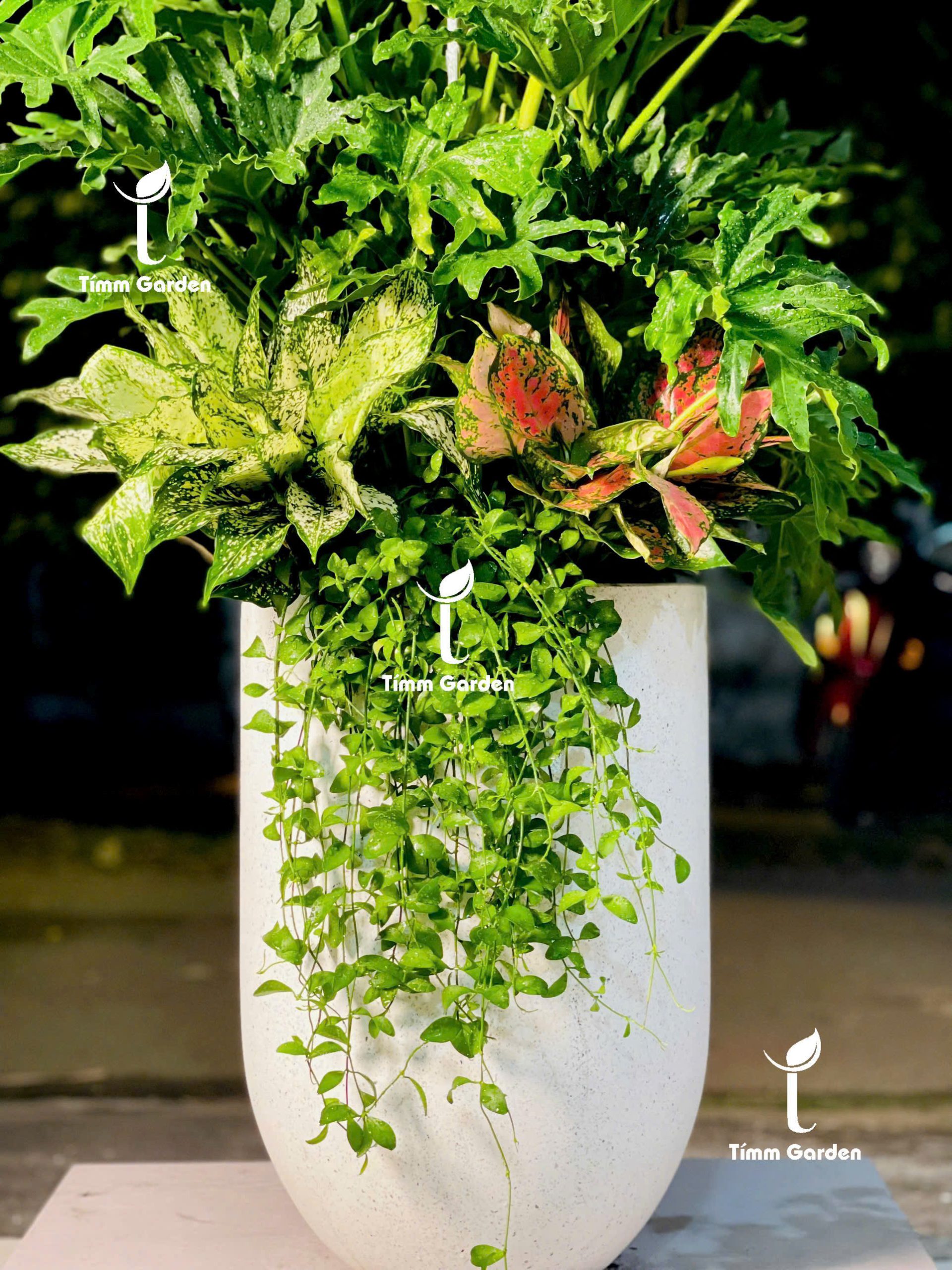 CHẬU TRẦU BÀ THANH XUÂN PHỐI KẾT – QUÀ TẶNG KHAI TRƯƠNG SANG TRỌNG - Ảnh 4