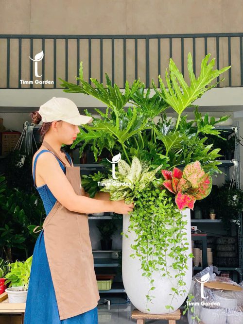 CHẬU TRẦU BÀ THANH XUÂN PHỐI KẾT – QUÀ TẶNG KHAI TRƯƠNG SANG TRỌNG