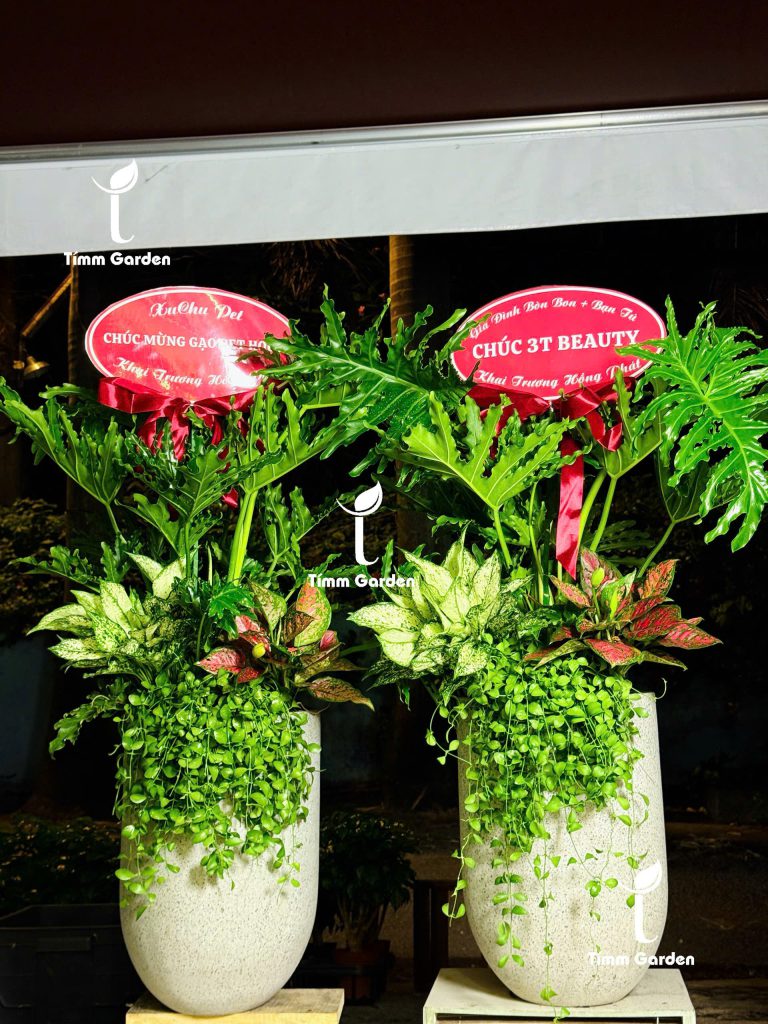 trầu bà thanh xuân tặng tân gia