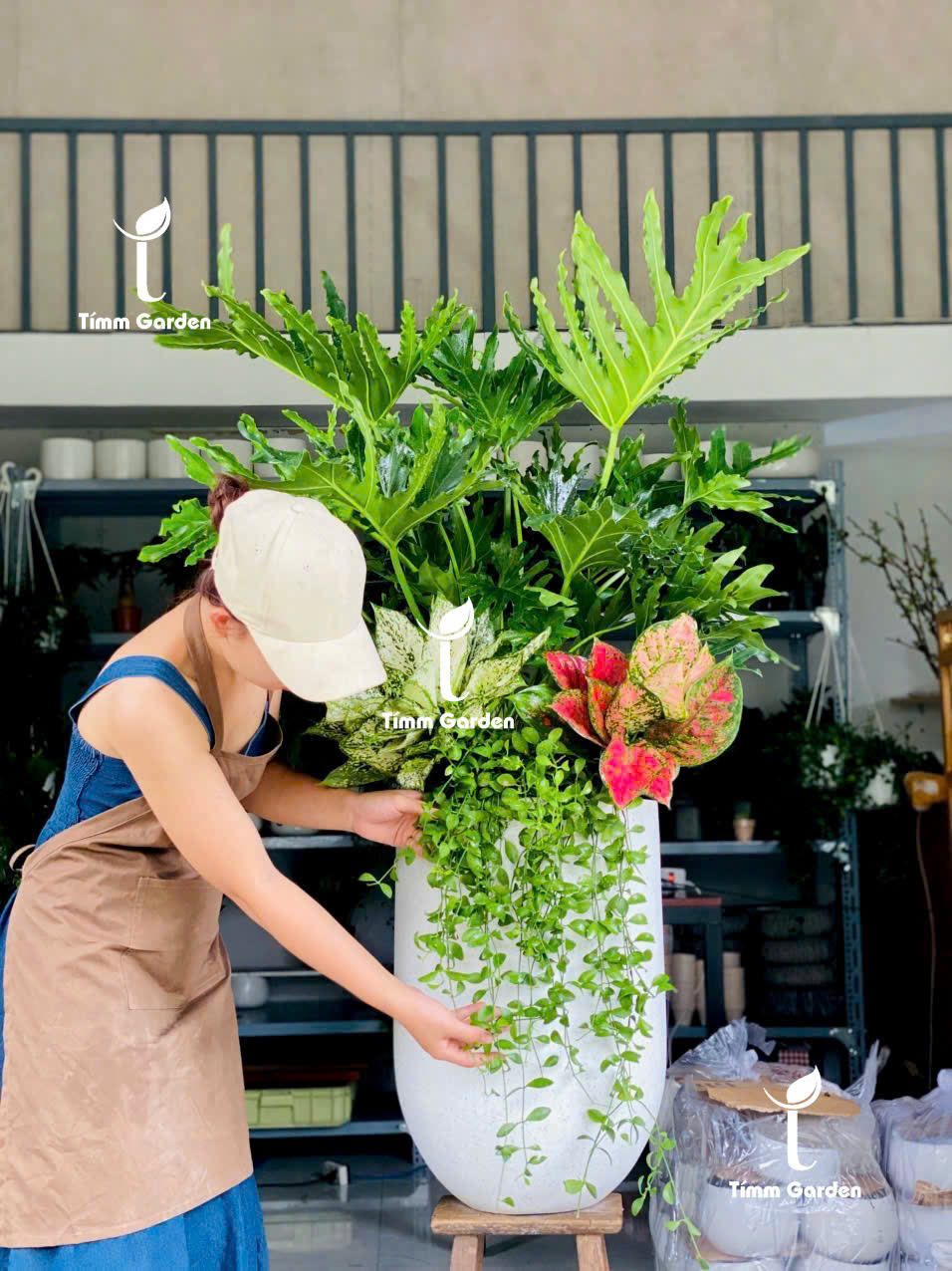 Chậu trầu bà thanh xuân khai trương