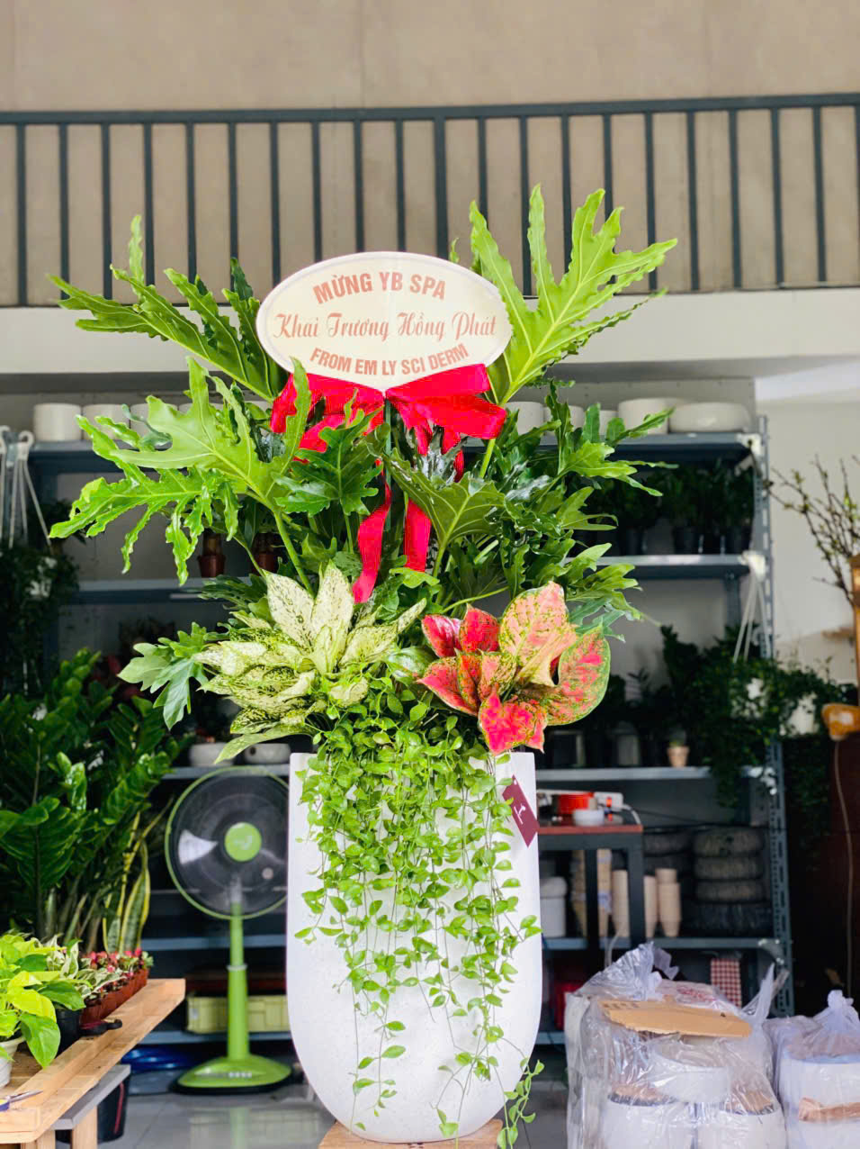 CHẬU TRẦU BÀ THANH XUÂN PHỐI KẾT – QUÀ TẶNG KHAI TRƯƠNG SANG TRỌNG - Ảnh 9