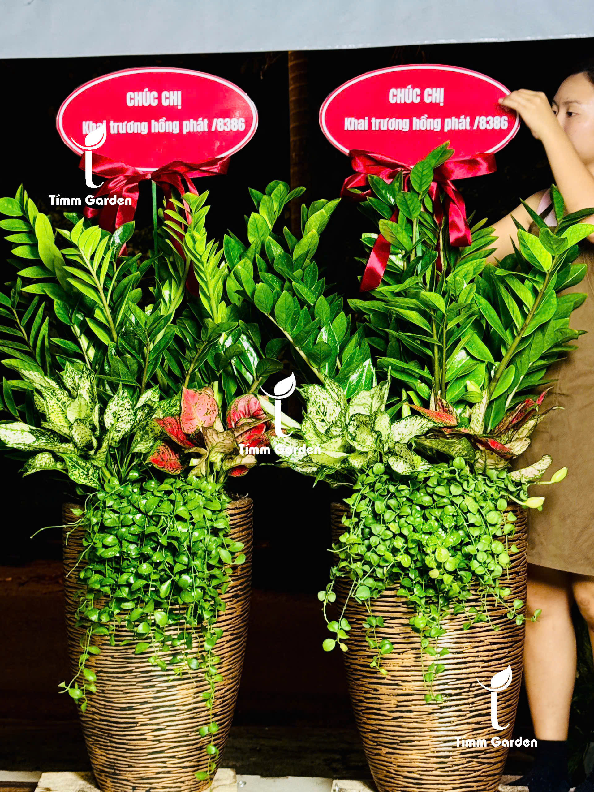 CHẬU KIM TIỀN PHONG THỦY KHAI TRƯƠNG CAO CẤP SIZE ĐẠI – GIAO NHANH HCM - Ảnh 5