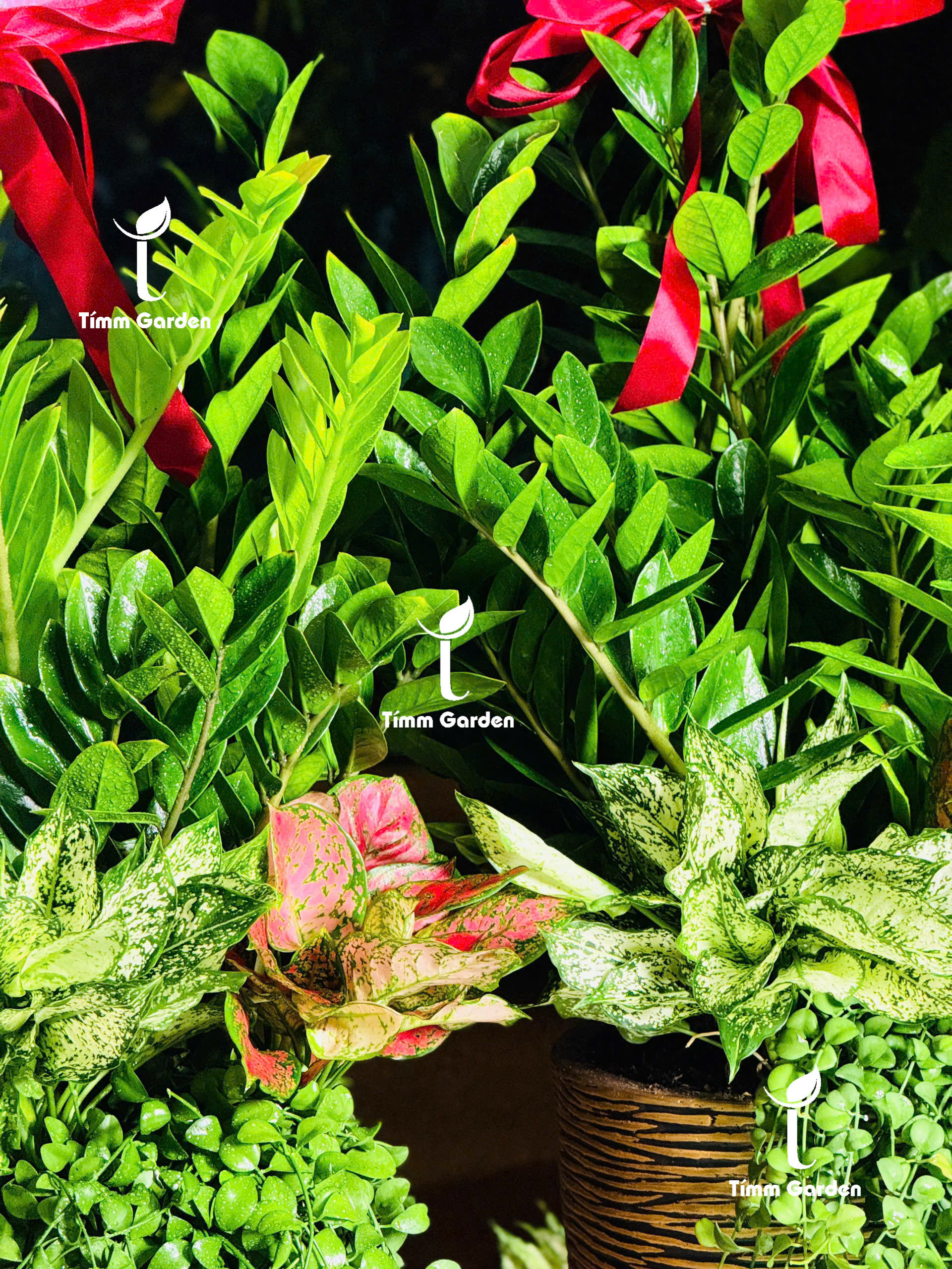 CHẬU KIM TIỀN PHONG THỦY KHAI TRƯƠNG CAO CẤP SIZE ĐẠI – GIAO NHANH HCM - Ảnh 6