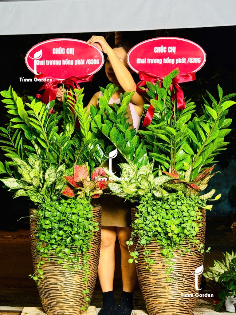 Chậu kim tiền tặng khai trương sang trọng tại HCM – quà tặng phong thủy Tímm Garden
