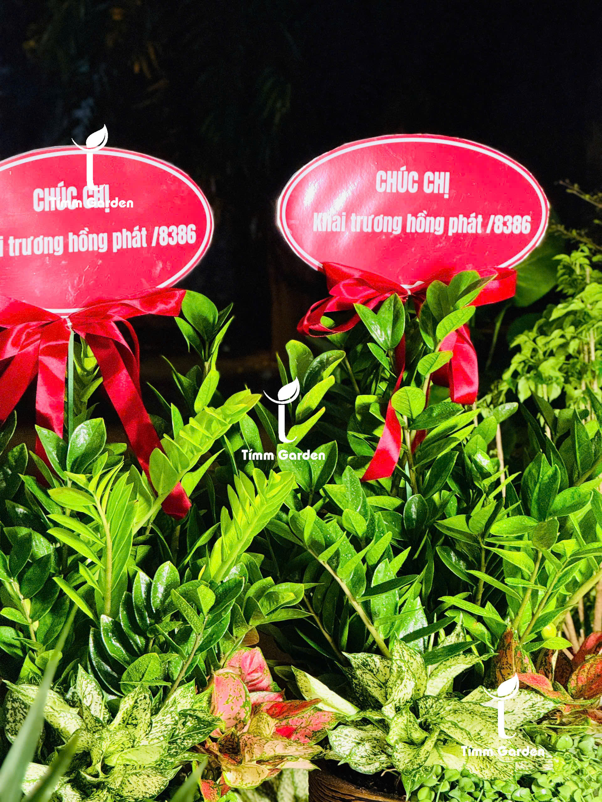 CHẬU KIM TIỀN PHONG THỦY KHAI TRƯƠNG CAO CẤP SIZE ĐẠI – GIAO NHANH HCM - Ảnh 8