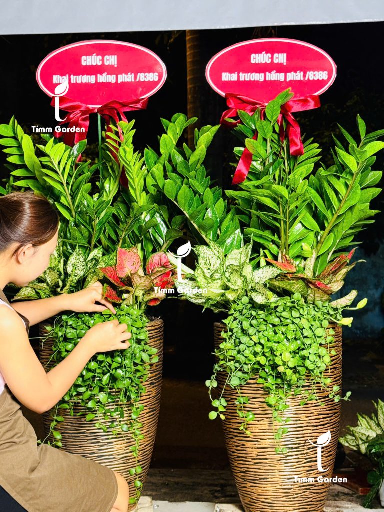 Chậu Kim Tiền quà tặng khai trương HCM – cây phong thủy đẹp