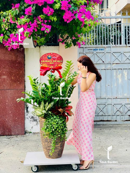 Alternative view of CHẬU KIM TIỀN PHONG THỦY KHAI TRƯƠNG CAO CẤP SIZE ĐẠI – GIAO NHANH HCM