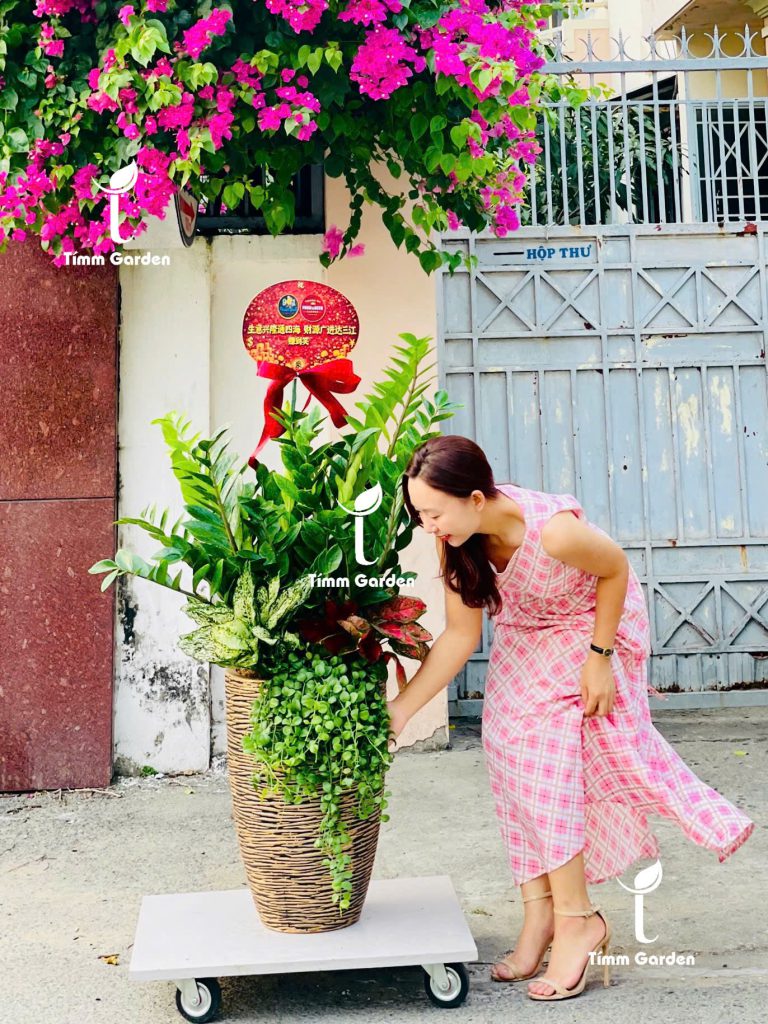 Chậu Kim Tiền tặng đối tác khai trương tại HCM – cây phong thủy may mắn