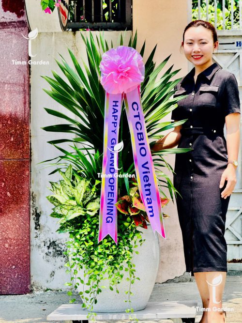 CHẬU PHÁT TÀI NÚI THÁI SIZE ĐẠI VIP – QUÀ TẶNG KHAI TRƯƠNG, TÂN GIA SANG TRỌNG