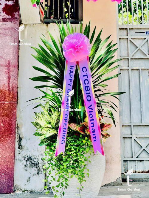 Alternative view of CHẬU PHÁT TÀI NÚI THÁI SIZE ĐẠI VIP – QUÀ TẶNG KHAI TRƯƠNG, TÂN GIA SANG TRỌNG