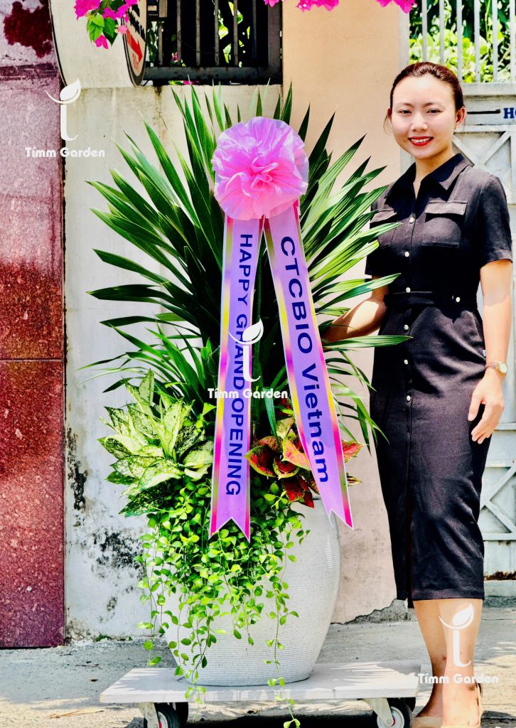 Chậu cây phát tài núi khai trương cao cấp tại HCM – thiết kế đẹp Tímm Garden