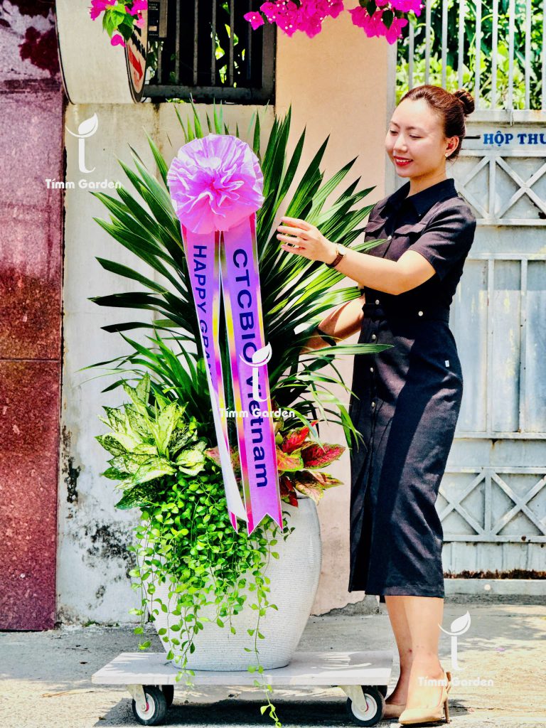 Chậu Phát tài tặng khai trương sang trọng tại HCM – quà tặng phong thủy Tímm Garden