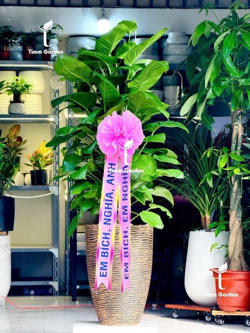 CHẬU TRẦU BÀ LEO CỘT CAO CẤP SIZE ĐẠI – QUÀ TẶNG ĐỐI TÁC HÀN QUỐC | RUY BĂNG HÀN QUỐC IN CHỮ | GIAO NHANH HCM