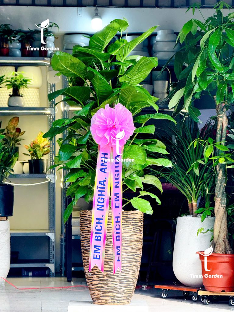 hậu trầu bà leo cột cao cấp tặng đối tác Hàn Quốc ruy băng in chữ giao nhanh HCM