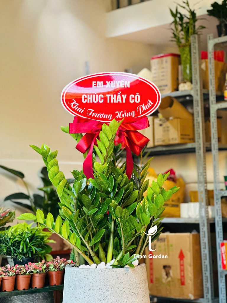 Chậu kim tiền khai trương tân gia tại HCM giao nhanh trong ngày cây nội thất dễ chăm sống tốt máy lạnh