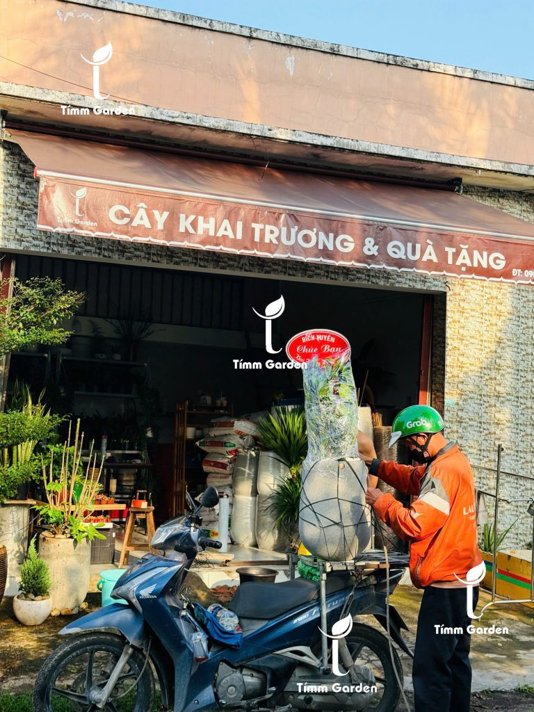 Chậu kim tiền phong thủy sang trọng, phù hợp tặng khai trương, tân gia