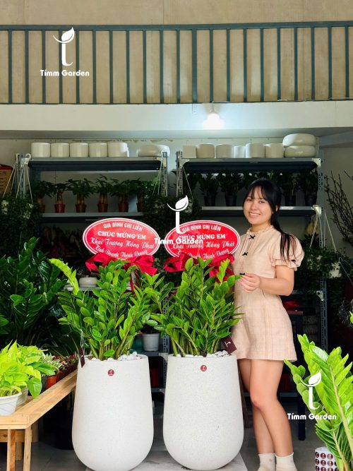 CHẬU KIM TIỀN TẶNG KHAI TRƯƠNG, TÂN GIA – SANG TRỌNG, GIAO NHANH HCM