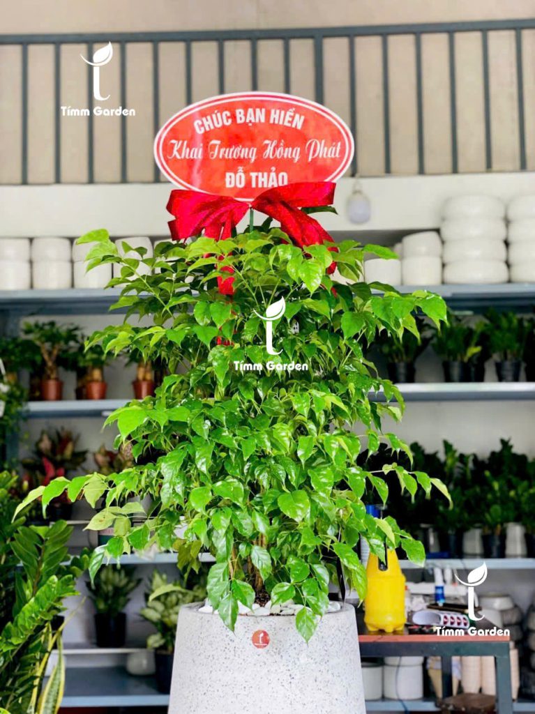 Chậu cây hạnh phúc tặng khai trương cao cấp ý nghĩa viên mãn hạnh phúc