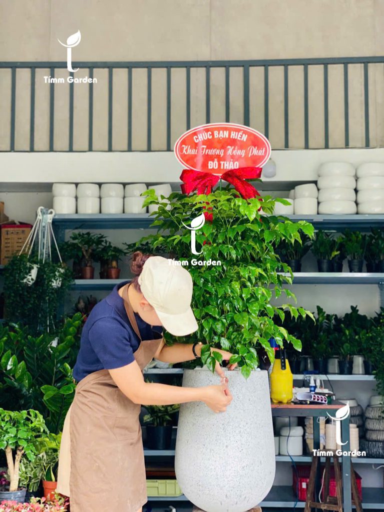 Mua cây hạnh phúc phong thủy tại HCM giao nhanh trong ngày